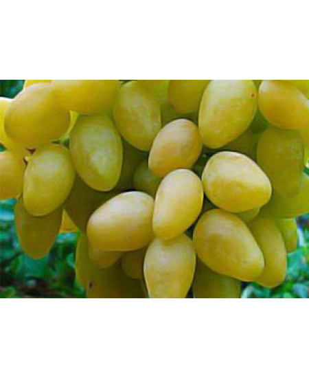 Виноград Долгожданный Виноград Долгожданный