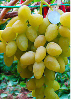 Виноград Долгожданный