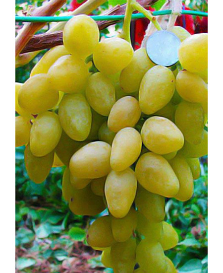 Виноград Долгожданный Виноград Долгожданный