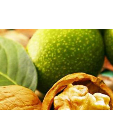 Орех грецкий Идеал Орех грецкий Идеал