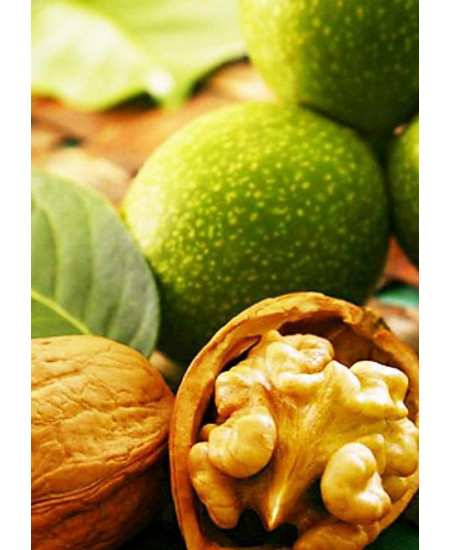Орех грецкий Идеал Орех грецкий Идеал