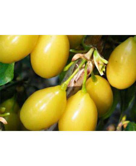 Кизил Золотистый Кизил Золотистый