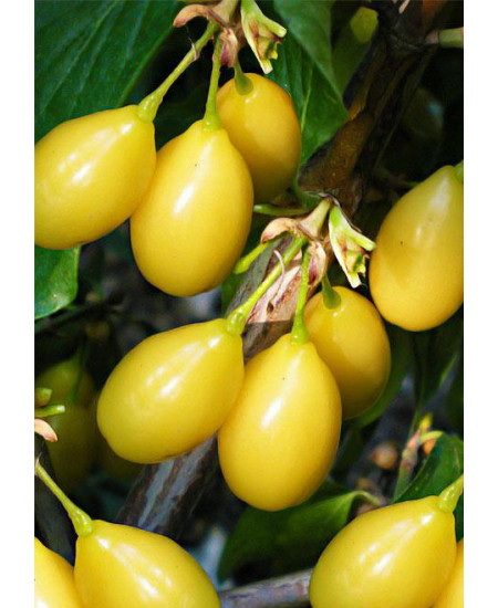 Кизил Золотистый Кизил Золотистый