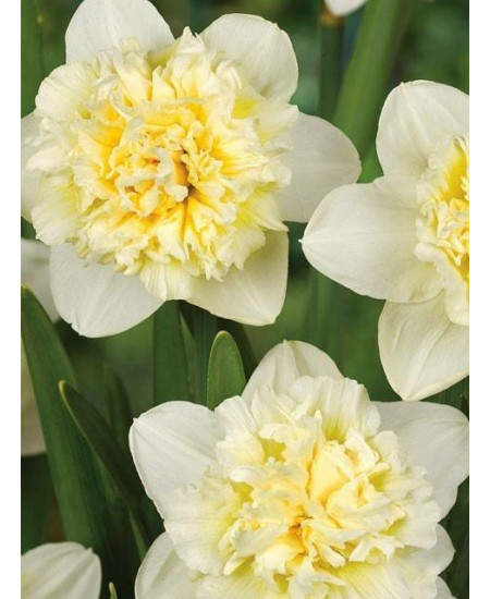 Нарцисс махровый "Айс Кинг" (Ice King) 3шт в упаковке (размер 14\16) Нарцисс махровый "Айс Кинг" (Ice King) 3шт в упаковке (размер 14\16)