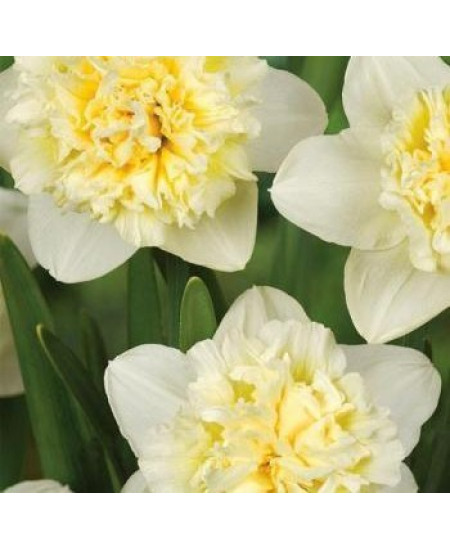 Нарцисс махровый "Айс Кинг" (Ice King) 3шт в упаковке (размер 14\16) Нарцисс махровый "Айс Кинг" (Ice King) 3шт в упаковке (размер 14\16)