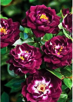 Роза флорибунда Ночная Сова