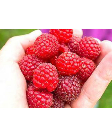 Малина Канадская Малина Канадская