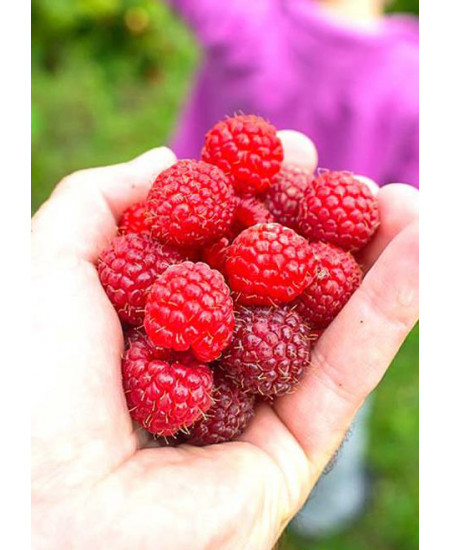 Малина Канадская Малина Канадская