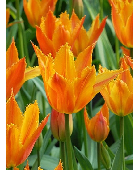 Тюльпан бахромчатый "Александра" (Alexandra) 3шт в упаковке (размер 12\+) Тюльпан бахромчатый "Александра" (Alexandra) 3шт в упаковке (размер 12\+)