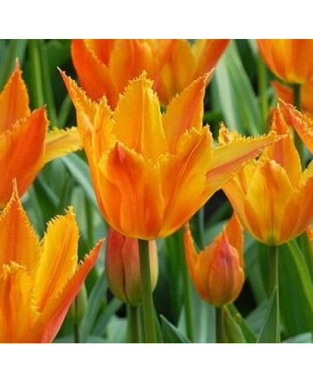 Тюльпан бахромчатый "Александра" (Alexandra) 3шт в упаковке (размер 12\+) Тюльпан бахромчатый "Александра" (Alexandra) 3шт в упаковке (размер 12\+)