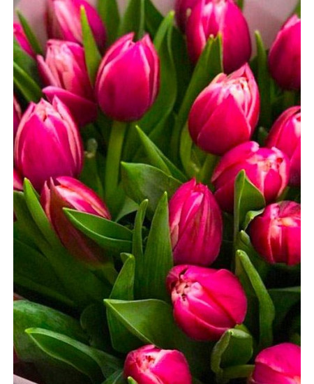 Тюльпан махровый ранний "Колумбус" (Columbus) 3шт в упаковке (размер 10\11) Тюльпан махровый ранний "Колумбус" (Columbus) 3шт в упаковке (размер 10\11)