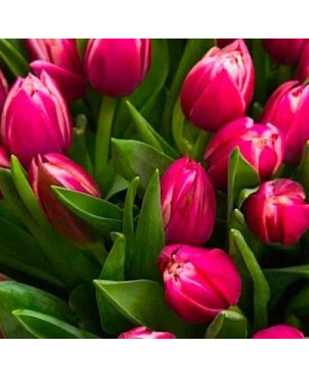 Тюльпан махровый ранний "Колумбус" (Columbus) 3шт в упаковке (размер 10\11) Тюльпан махровый ранний "Колумбус" (Columbus) 3шт в упаковке (размер 10\11)