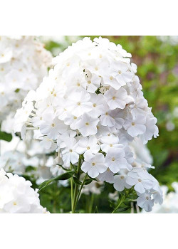 Флокс метельчатый Пина Колада