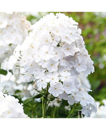 Флокс метельчатый Пина Колада Флокс метельчатый Пина Колада