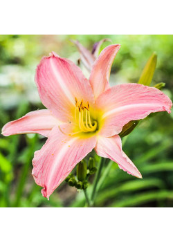 Лилейник Пинк