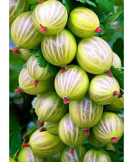 Крыжовник Вайт холландер Крыжовник Вайт холландер