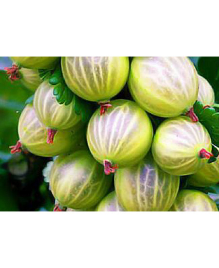 Крыжовник Вайт холландер Крыжовник Вайт холландер