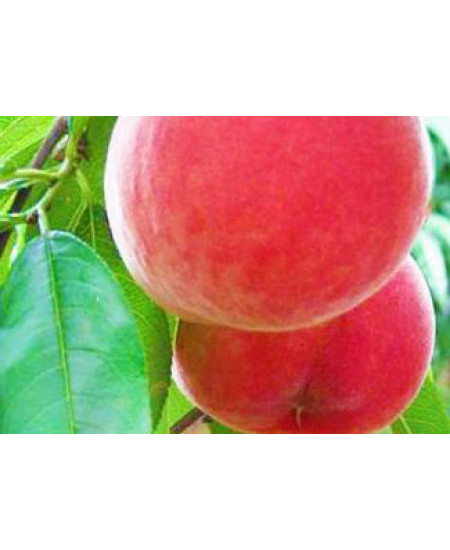 Персик Ставропольский розовый Персик Ставропольский розовый