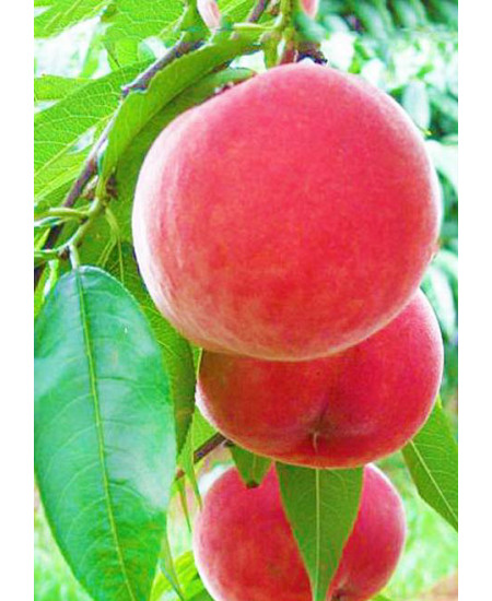 Персик Ставропольский розовый Персик Ставропольский розовый