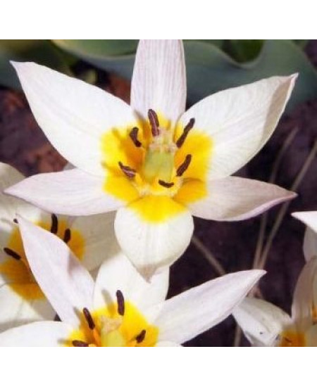 Тюльпан бахромчатый "Туркестанский" (Turkestanica) 3шт в упаковке (размер 7\8) Тюльпан бахромчатый "Туркестанский" (Turkestanica) 3шт в упаковке (размер 7\8)