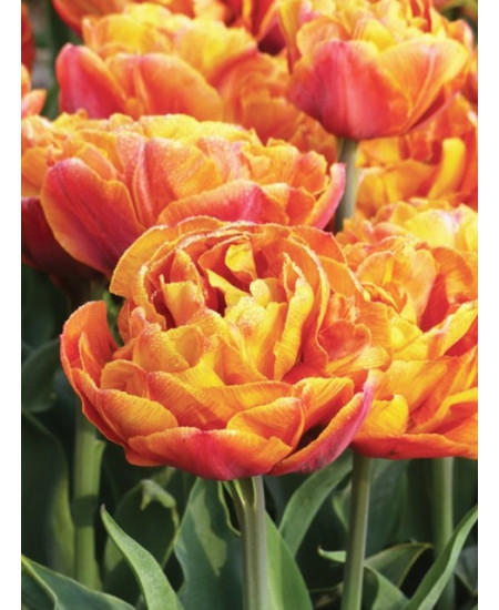 Тюльпан махровый ранний "Брауни" (Brownie) 3шт в упаковке (размер 11\12) Тюльпан махровый ранний "Брауни" (Brownie) 3шт в упаковке (размер 11\12)