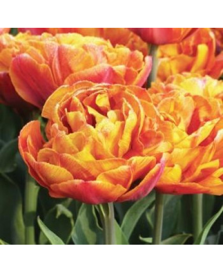 Тюльпан махровый ранний "Брауни" (Brownie) 3шт в упаковке (размер 11\12) Тюльпан махровый ранний "Брауни" (Brownie) 3шт в упаковке (размер 11\12)