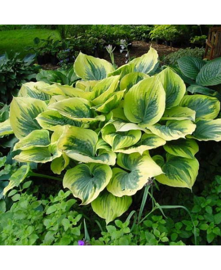 Хоста Медиовариегата Хоста Медиовариегата