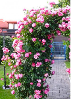 Роза плетистая Сердце розы