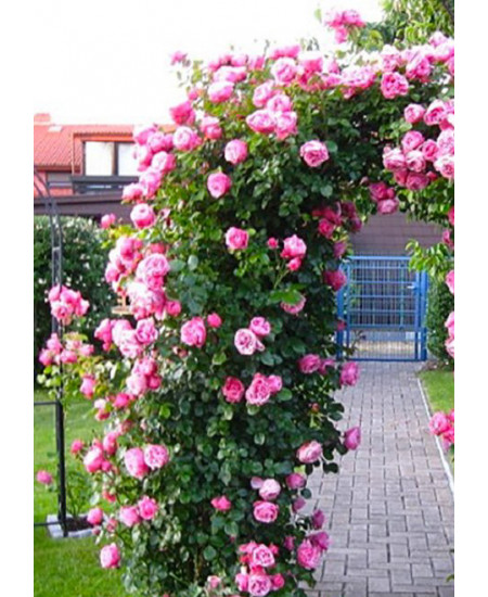 Роза плетистая Сердце розы Роза плетистая Сердце розы