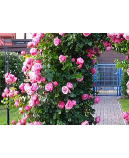 Роза плетистая Сердце розы Роза плетистая Сердце розы