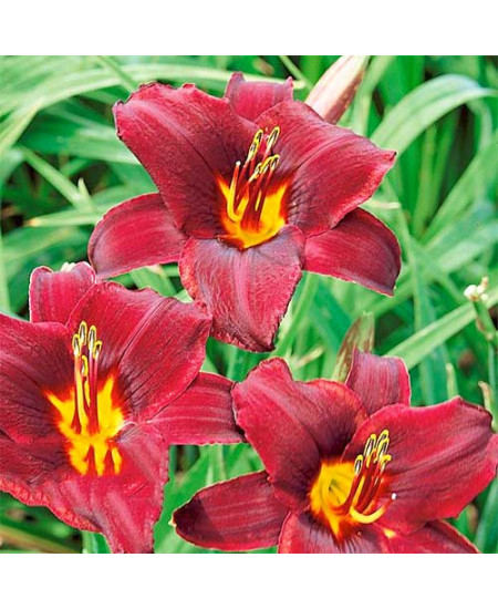 Лилейник Свит Хот Чоколат Лилейник Свит Хот Чоколат