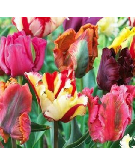 Тюльпан попугайный "Микс" (Parrot mixture) 3шт в упаковке (размер 11\12) Тюльпан попугайный "Микс" (Parrot mixture) 3шт в упаковке (размер 11\12)