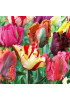 Тюльпан попугайный "Микс" (Parrot mixture) 3шт в упаковке (размер 11\12) Тюльпан попугайный "Микс" (Parrot mixture) 3шт в упаковке (размер 11\12)