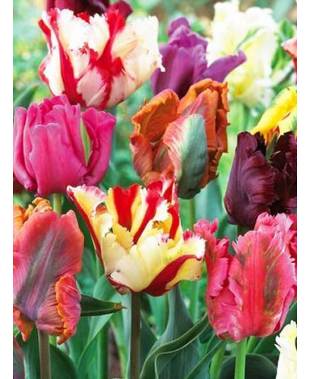 Тюльпан попугайный "Микс" (Parrot mixture) 3шт в упаковке (размер 11\12) Тюльпан попугайный "Микс" (Parrot mixture) 3шт в упаковке (размер 11\12)