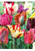 Тюльпан попугайный "Микс" (Parrot mixture) 3шт в упаковке (размер 11\12) Тюльпан попугайный "Микс" (Parrot mixture) 3шт в упаковке (размер 11\12)