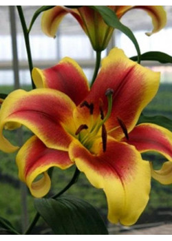 Лилия "Holland Beauty" 3шт в упаковке