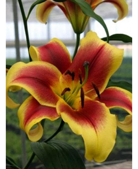 Лилия "Holland Beauty" 3шт в упаковке Лилия "Holland Beauty" 3шт в упаковке