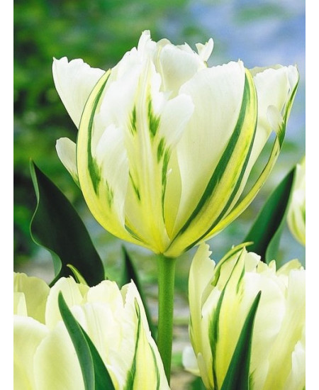 Тюльпан гибрид фостера "Экзотик Эмперор" (Exotic Emperor) 3шт в упаковке (размер 11\12) Тюльпан гибрид фостера "Экзотик Эмперор" (Exotic Emperor) 3шт в упаковке (размер 11\12)