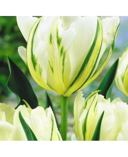 Тюльпан гибрид фостера "Экзотик Эмперор" (Exotic Emperor) 3шт в упаковке (размер 11\12) Тюльпан гибрид фостера "Экзотик Эмперор" (Exotic Emperor) 3шт в упаковке (размер 11\12)