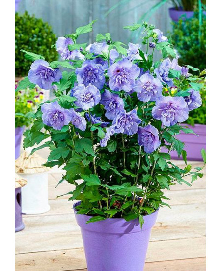 Гибискус сирийский Блю Шифон Гибискус сирийский Блю Шифон