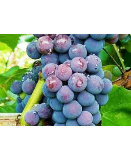 Виноград Амурский Виноград Амурский