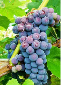 Виноград Амурский