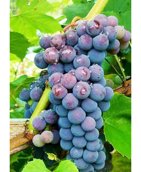 Виноград Амурский Виноград Амурский