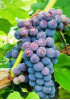 Виноград Амурский Виноград Амурский