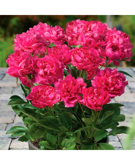 Пион Патио Лондон Пион Патио Лондон