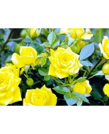 Роза спрей Шани Роза спрей Шани