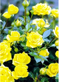 Роза спрей Шани