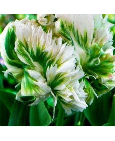 Тюльпан попугайный "Супер Пэррот" (Super Parrot) 3шт в упаковке (размер 12\+) Тюльпан попугайный "Супер Пэррот" (Super Parrot) 3шт в упаковке (размер 12\+)