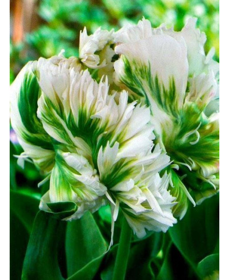 Тюльпан попугайный "Супер Пэррот" (Super Parrot) 3шт в упаковке (размер 12\+) Тюльпан попугайный "Супер Пэррот" (Super Parrot) 3шт в упаковке (размер 12\+)