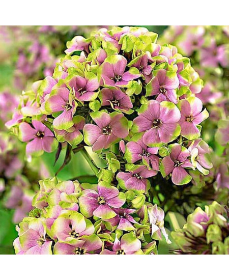 Флокс метельчатый Старберст Флокс метельчатый Старберст